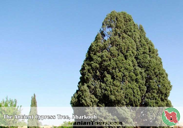 AbarkoohTree