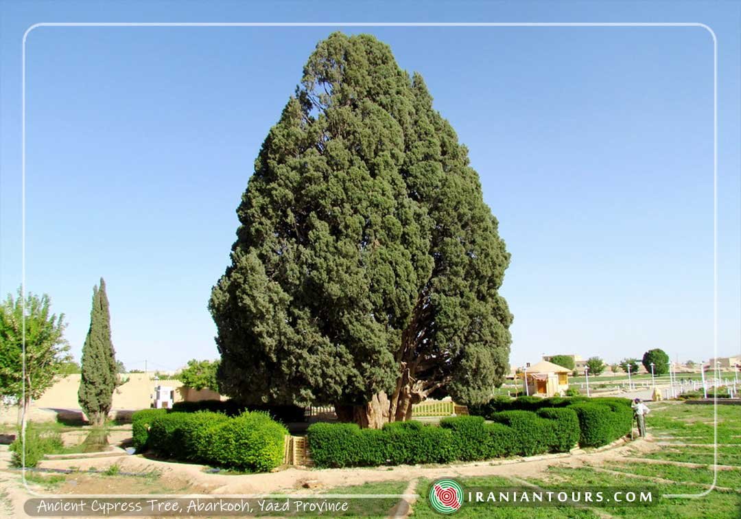 Ancient Cypress Tree of Abarkooh